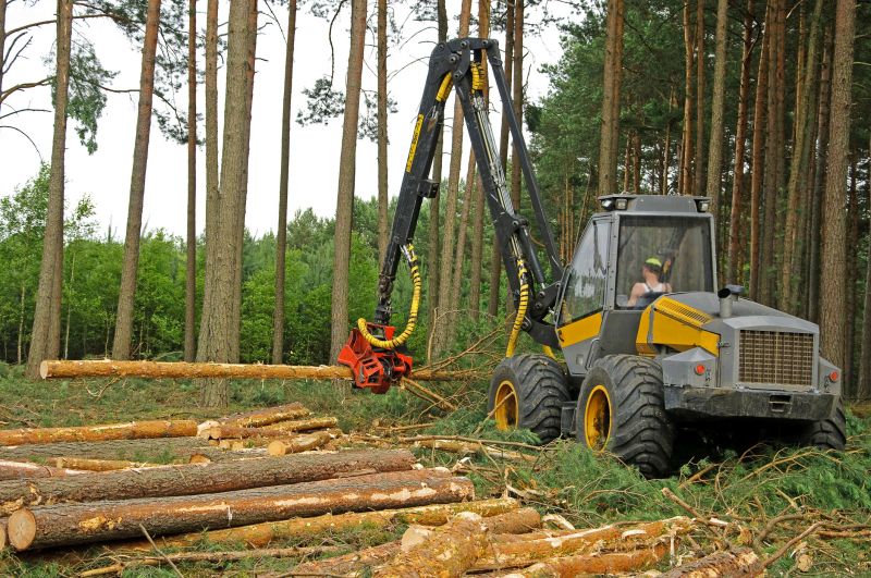 Pine Tree Clearing in Utah County, UT