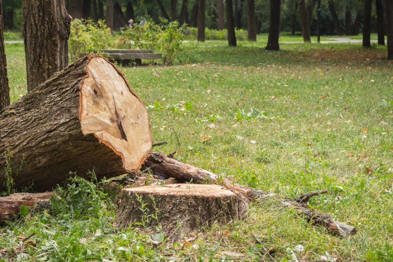Tree Removal Service in Reno, NV