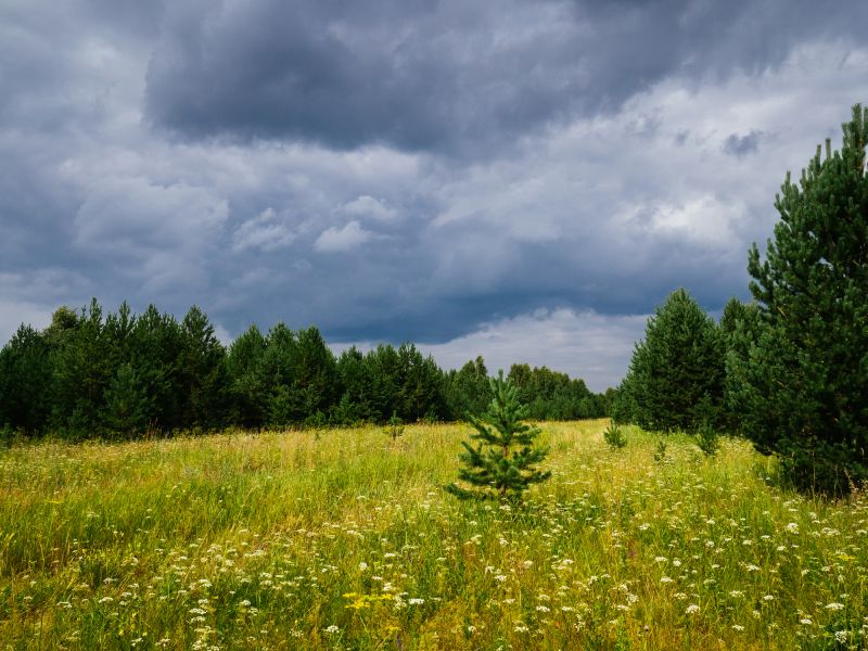 Underbrush Clearing in Gwinnett County, GA